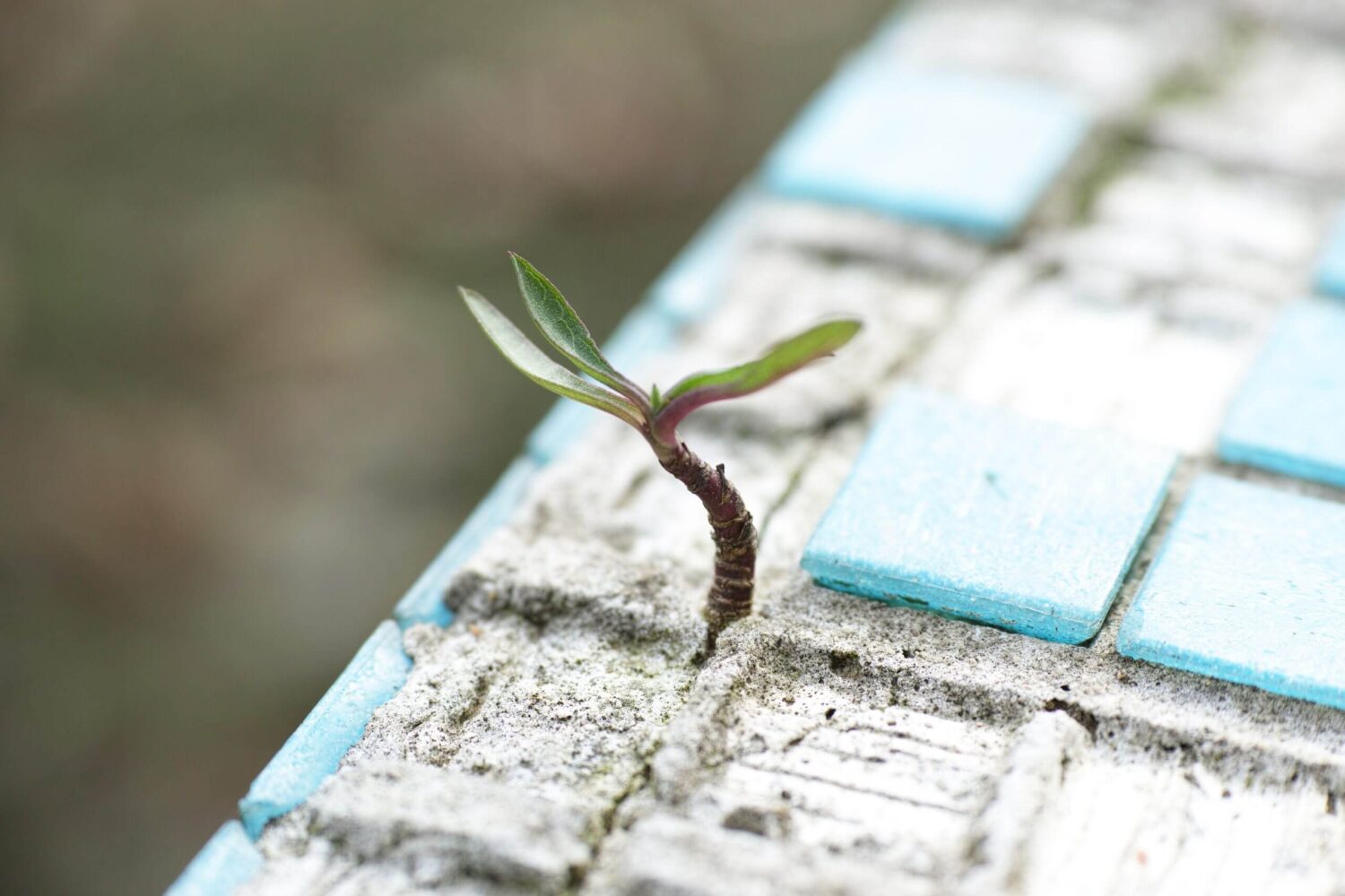 Klein plantje dat groeit uit steen als symbool voor veerkracht, herstel en mentale groei