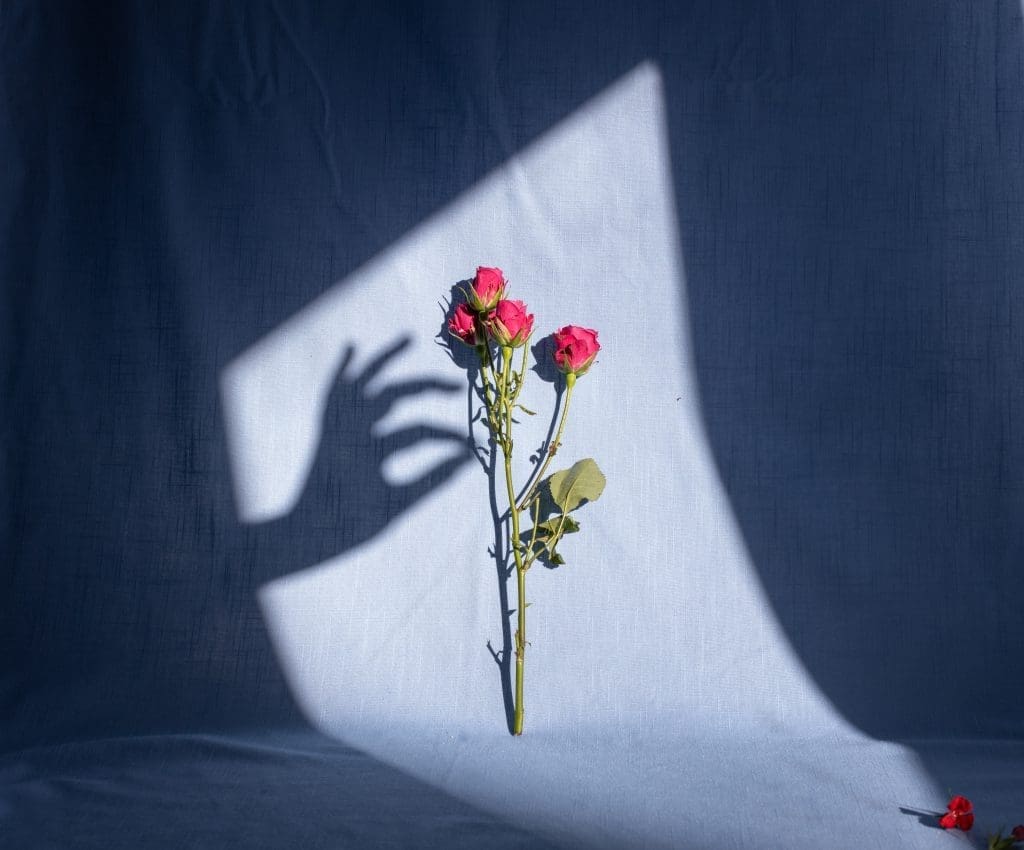 Rozen in het licht met schaduw van een hand als symbool voor kwetsbaarheid, zorg en mentale ondersteuning