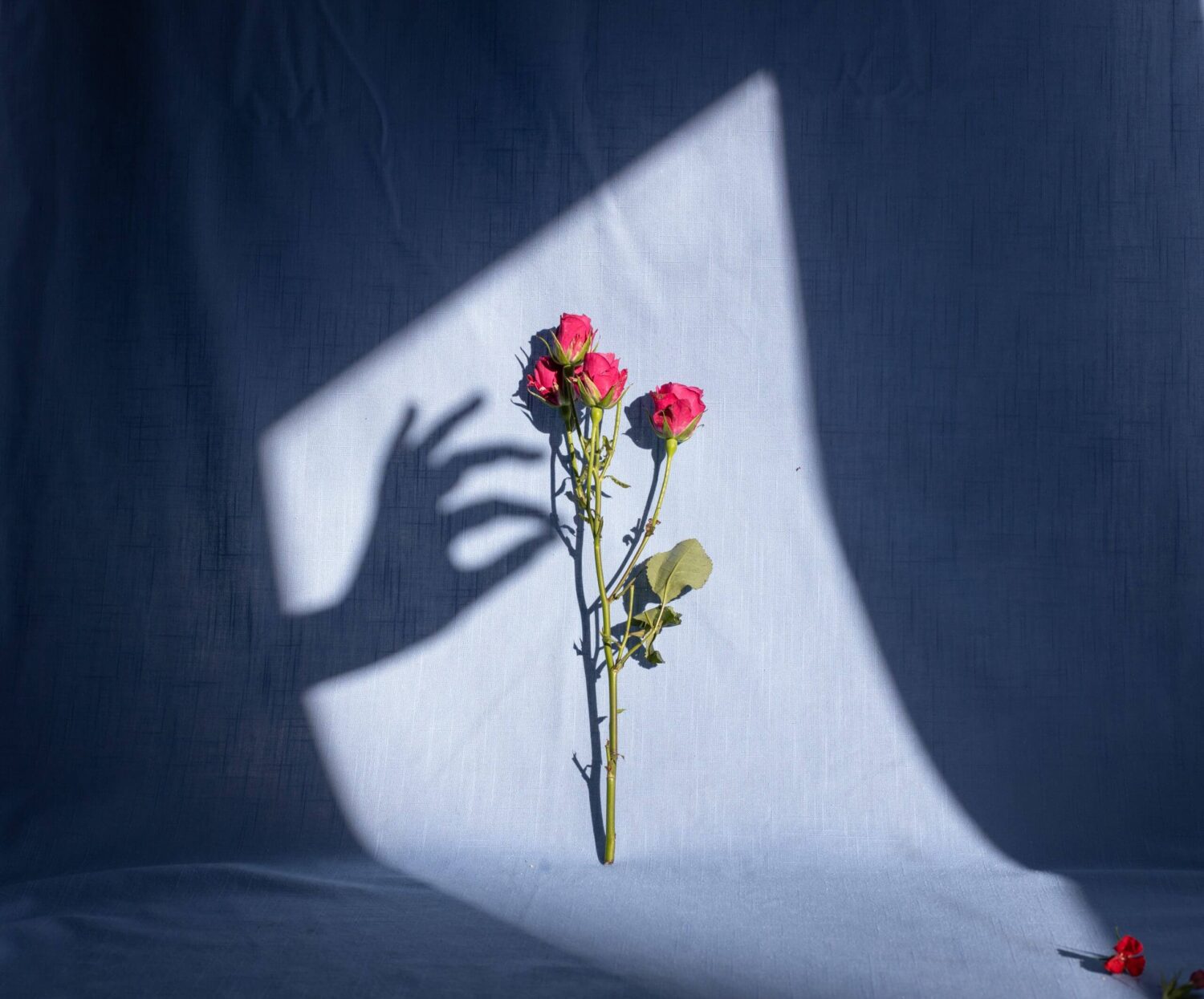 Rozen in het licht met schaduw van een hand als symbool voor kwetsbaarheid, zorg en mentale ondersteuning
