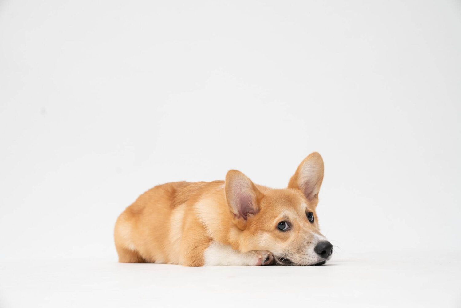 Ligt een corgi-hond plat op de grond met zijn kop rustend en kijkt opzij