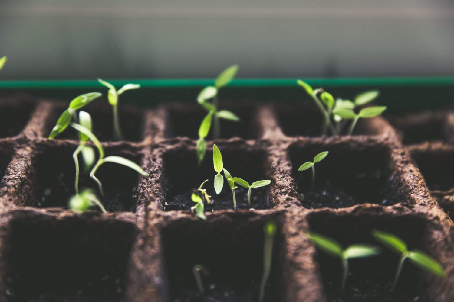 Jonge plantjes die groeien in kleine potjes met aarde