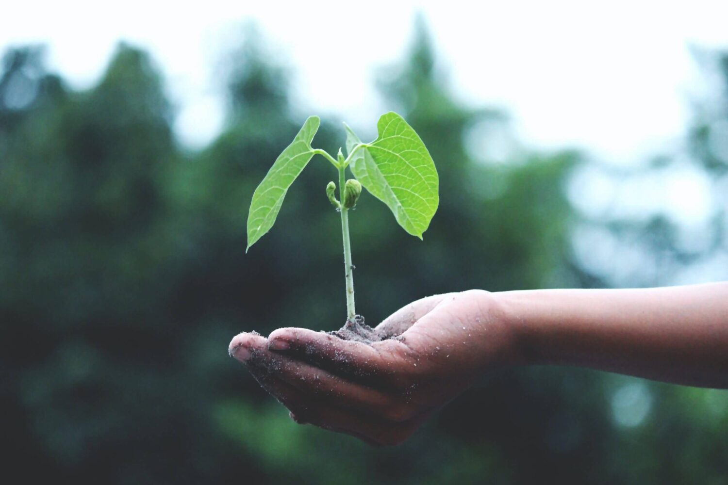 Hand die een klein groen plantje met wortels en aarde vasthoudt