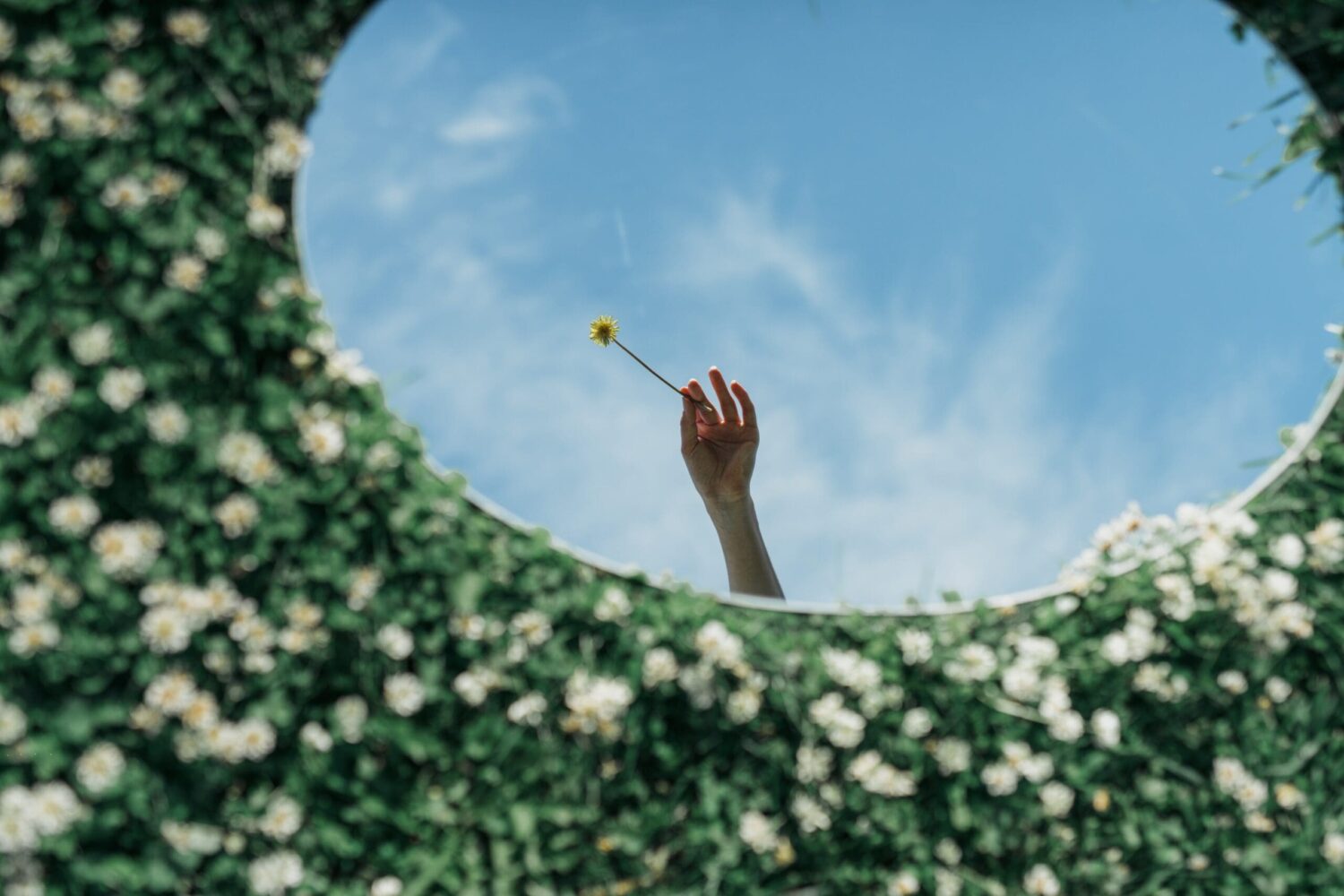 Hand steekt omhoog met een bloem tegen blauwe lucht gezien door opening in bloemenveld